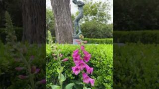 Dallas Arboretum #nature #wildlife #dallas #texas #garden #relaxing #flowers #shorts #short