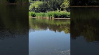 Hidden gem in the middle of the city #nature #dallas #texas