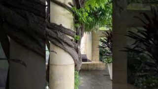 Walls of Water 😍 #nature #garden #texas #dallas #shortvideo #art #architecture #travel #shorts